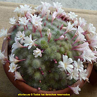 Rebutia coltivazione e cura