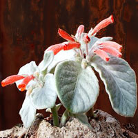 Rechsteineria coltivazione e cura