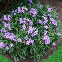 Ruellia coltivazione e cura