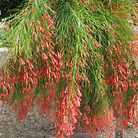 Russelia coltivazione e cura