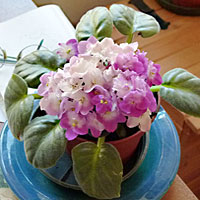  Violetta africana o Saintpaulia, coltivazione e cura