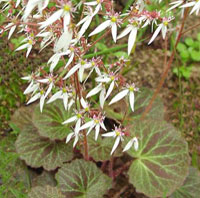Saxifraga coltivazione e cura