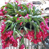 Schlumbergera coltivazione e cura