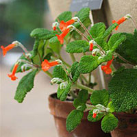 Sinningia coltivazione e cura