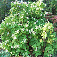 Sparmannia coltivazione e cura