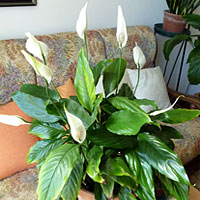 Spathiphyllum coltivazione e cura
