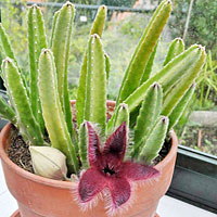Stapelia coltivazione e cura