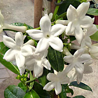 Stephanotis coltivazione e cura