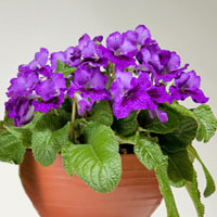 Streptocarpus coltivazione e cura