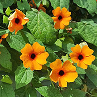 Thunbergia coltivazione e cura