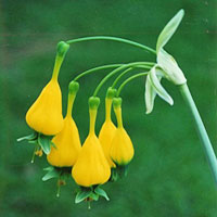 Urceolina coltivazione e cura