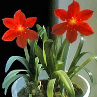 Vallota coltivazione e cura