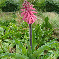 Veltheimia coltivazione e cura