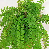 Adiantum coltivazione e cura