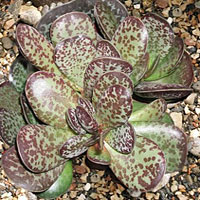 Adromischus coltivazione e cura