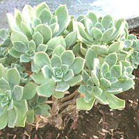 Aeonium coltivazione e cura