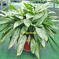 Aglaonema coltivazione e cura