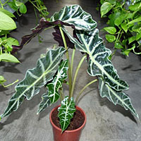 Alocasia coltivazione e cura