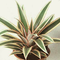 Ananas coltivazione e cura