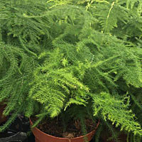 Asparagus coltivazione e cura