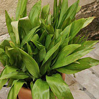 Aspidistra coltivazione e cura