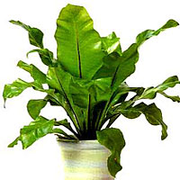 Asplenium coltivazione e cura