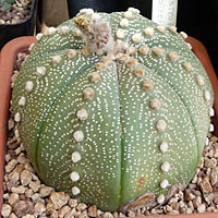 Astrophytum coltivazione e cura