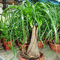 Beaucarnea coltivazione e cura