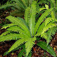 Blechnum coltivazione e cura