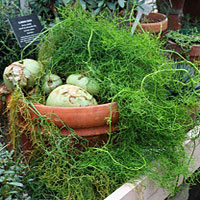 Bowiea coltivazione e cura