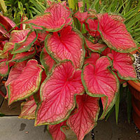 Caladium coltivazione e cura