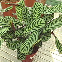 Calathea coltivazione e cura