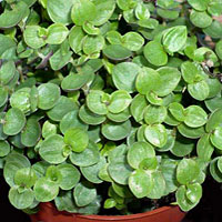 Callisia coltivazione e cura