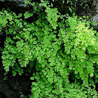 Capelvenere coltivazione e cura