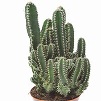 Cereus coltivazione e cura