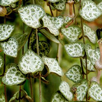 Ceropegia coltivazione e cura