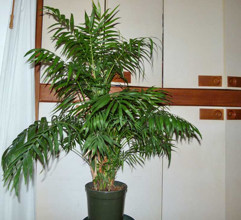 Coltivare le piante da interno verdi