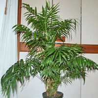 Chamaedorea coltivazione e cura