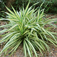 Chlorophytum coltivazione e cura