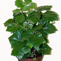 Cissus coltivazione e cura