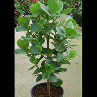 Clusia coltivazione e cura