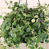 Codonanthe coltivazione e cura