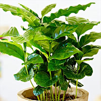 Coffea coltivazione e cura