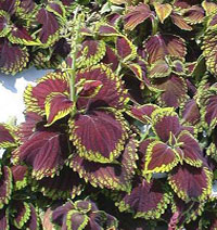 Coleus coltivazione e cura