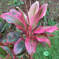 Cordyline coltivazione e cura