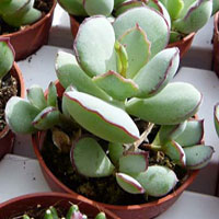 Cotyledon coltivazione e cura