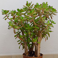 Crassula coltivazione e cura