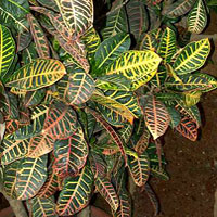 Croton coltivazione e cura