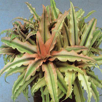 Cryptanthus coltivazione e cura