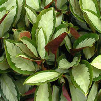 Ctenanthe coltivazione e cura